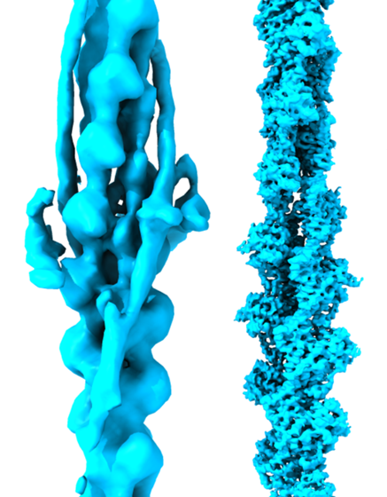 Zebrafish as a model for cardiac disease; Cryo-EM structure of native cardiac thin filaments from Danio Rerio